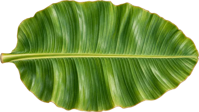 A fresh banana leaf laid for the wedding feast